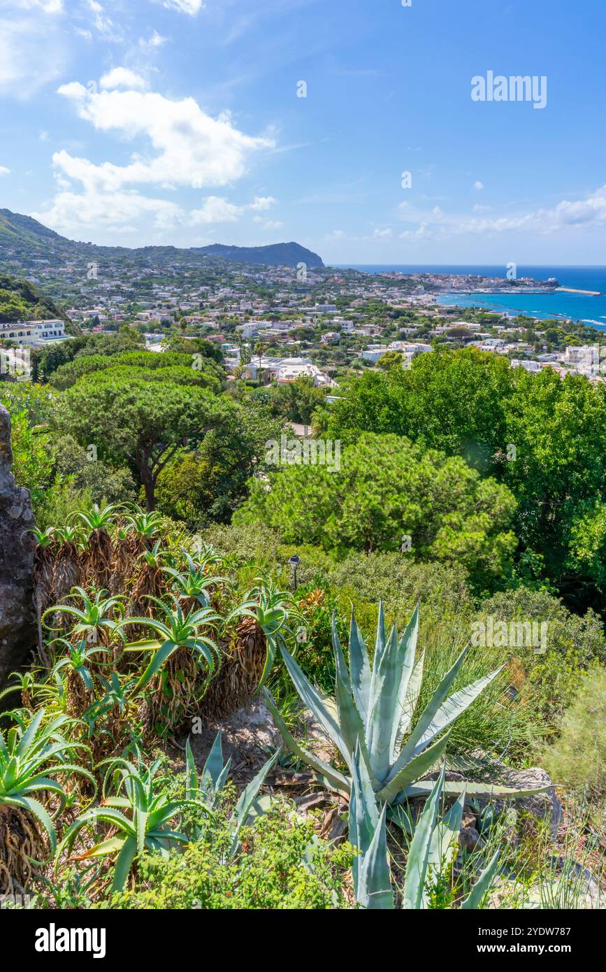 Vue de la flore tropicale dans les jardins botaniques Giardini la Mortella et Forio en arrière-plan, Forio, île d'Ischia, Campanie, Italie, Europe Banque D'Images Vue de la flore tropicale dans les jardins botaniques Giardini la Mortella et Forio en arrière-plan, Forio, île d'Ischia, Campanie, Italie, Europe Banque D'Images