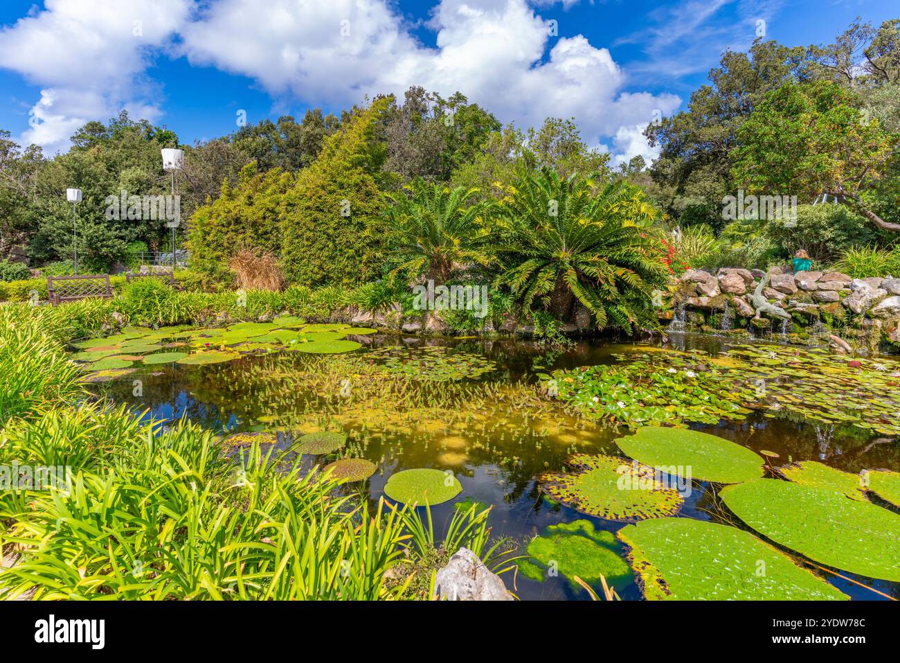 Vue des nénuphars dans l'étang et la flore tropicale dans les jardins botaniques Giardini la Mortella, Forio, île d'Ischia, Campanie, Italie, Europe Banque D'Images Vue des nénuphars dans l'étang et la flore tropicale dans les jardins botaniques Giardini la Mortella, Forio, île d'Ischia, Campanie, Italie, Europe Banque D'Images