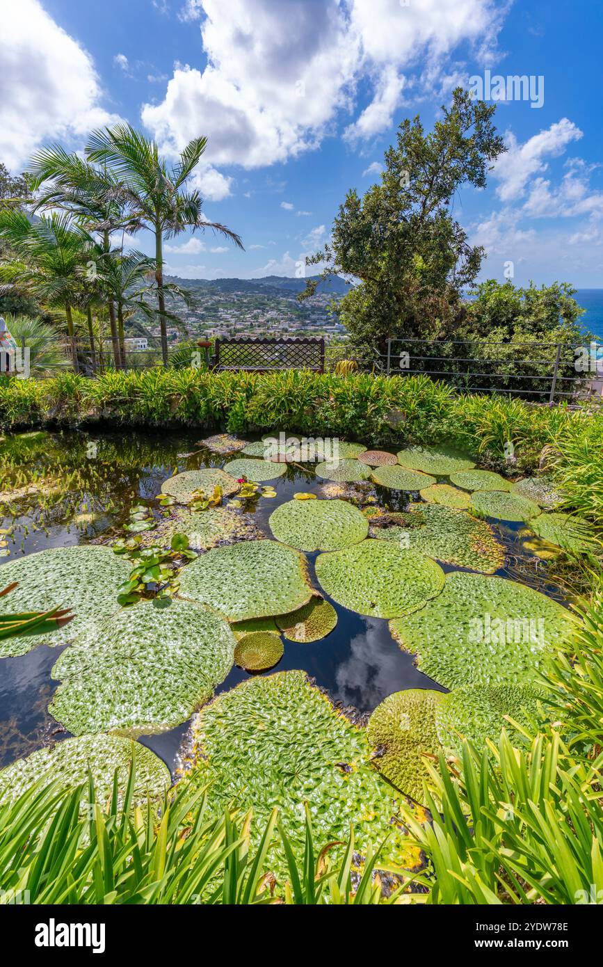 Vue des nénuphars dans l'étang et la flore tropicale dans les jardins botaniques Giardini la Mortella, Forio, île d'Ischia, Campanie, Italie, Europe Banque D'Images Vue des nénuphars dans l'étang et la flore tropicale dans les jardins botaniques Giardini la Mortella, Forio, île d'Ischia, Campanie, Italie, Europe Banque D'Images