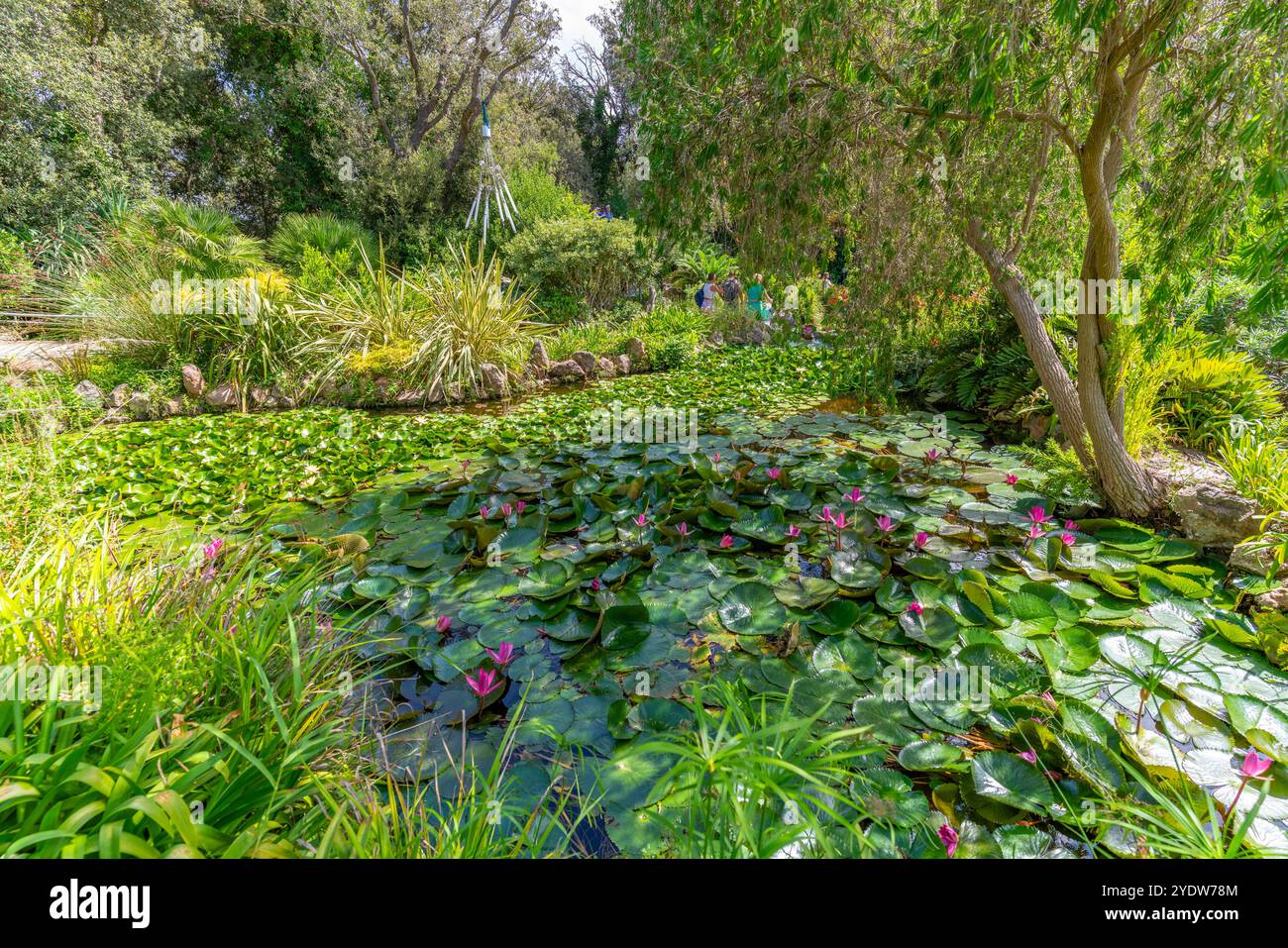 Vue des nénuphars roses dans l'étang et la flore tropicale dans les jardins botaniques Giardini la Mortella, Forio, île d'Ischia, Campanie, Italie, Europe Banque D'Images Vue des nénuphars roses dans l'étang et la flore tropicale dans les jardins botaniques Giardini la Mortella, Forio, île d'Ischia, Campanie, Italie, Europe Banque D'Images