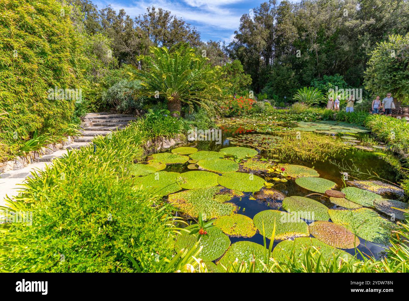 Vue des nénuphars dans l'étang et la flore tropicale dans les jardins botaniques Giardini la Mortella, Forio, île d'Ischia, Campanie, Italie, Europe Banque D'Images Vue des nénuphars dans l'étang et la flore tropicale dans les jardins botaniques Giardini la Mortella, Forio, île d'Ischia, Campanie, Italie, Europe Banque D'Images