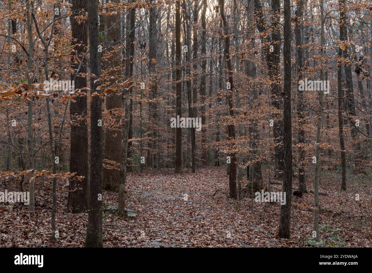 Paysage d'automne de la forêt de Fernbank Banque D'Images