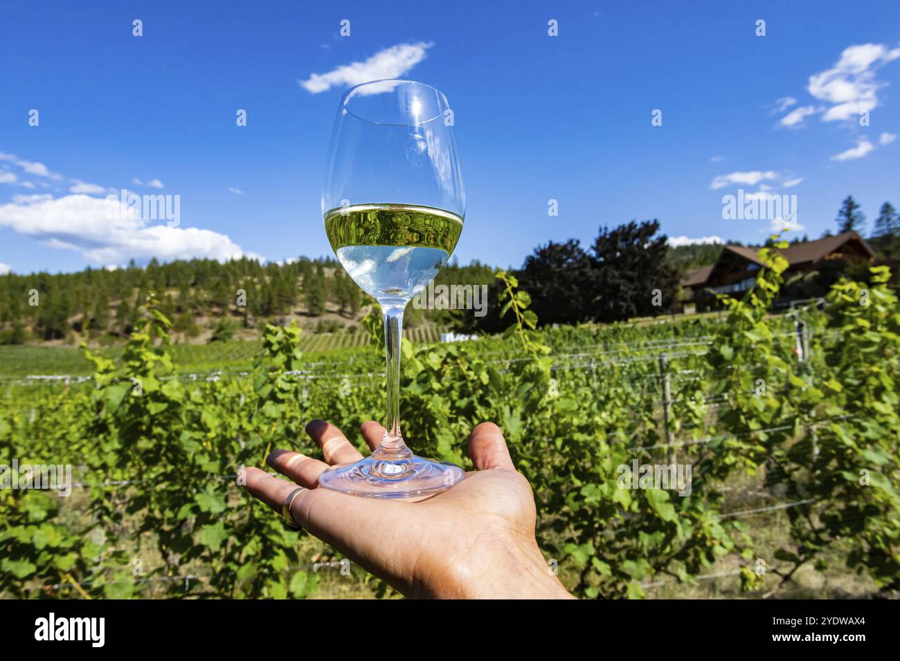 Verre de vin blanc pâle clair sur la main mise au point sélective contre les vignobles vinicoles de la vallée de l'Okanagan avec fond de ciel bleu, concept de dégustation de vin en plein air Banque D'Images