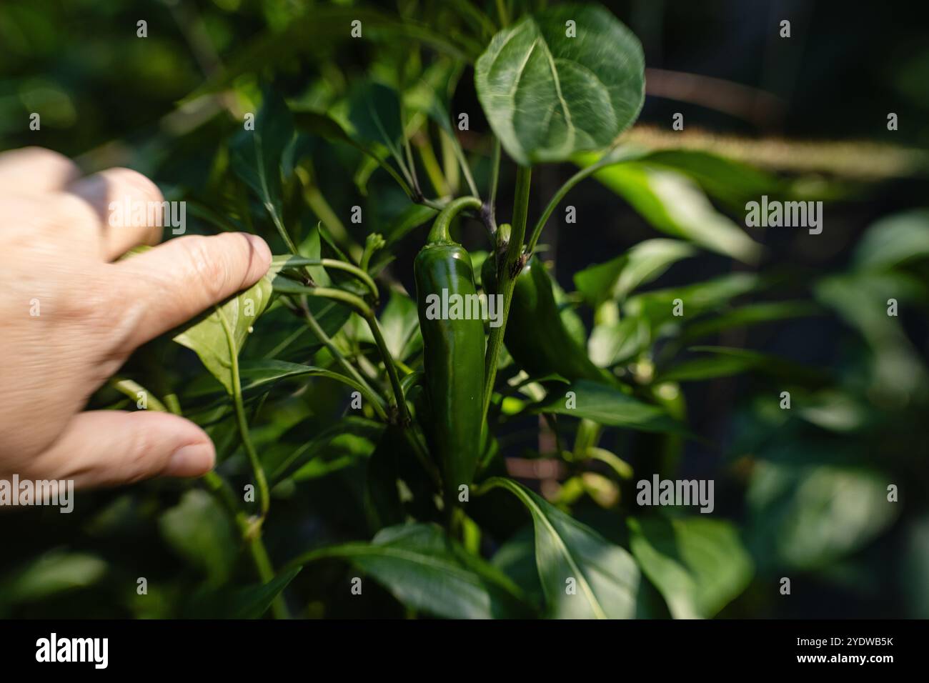 Jardinier avec une plante de poivre jalapeno vert savoureux prêt à manger Banque D'Images