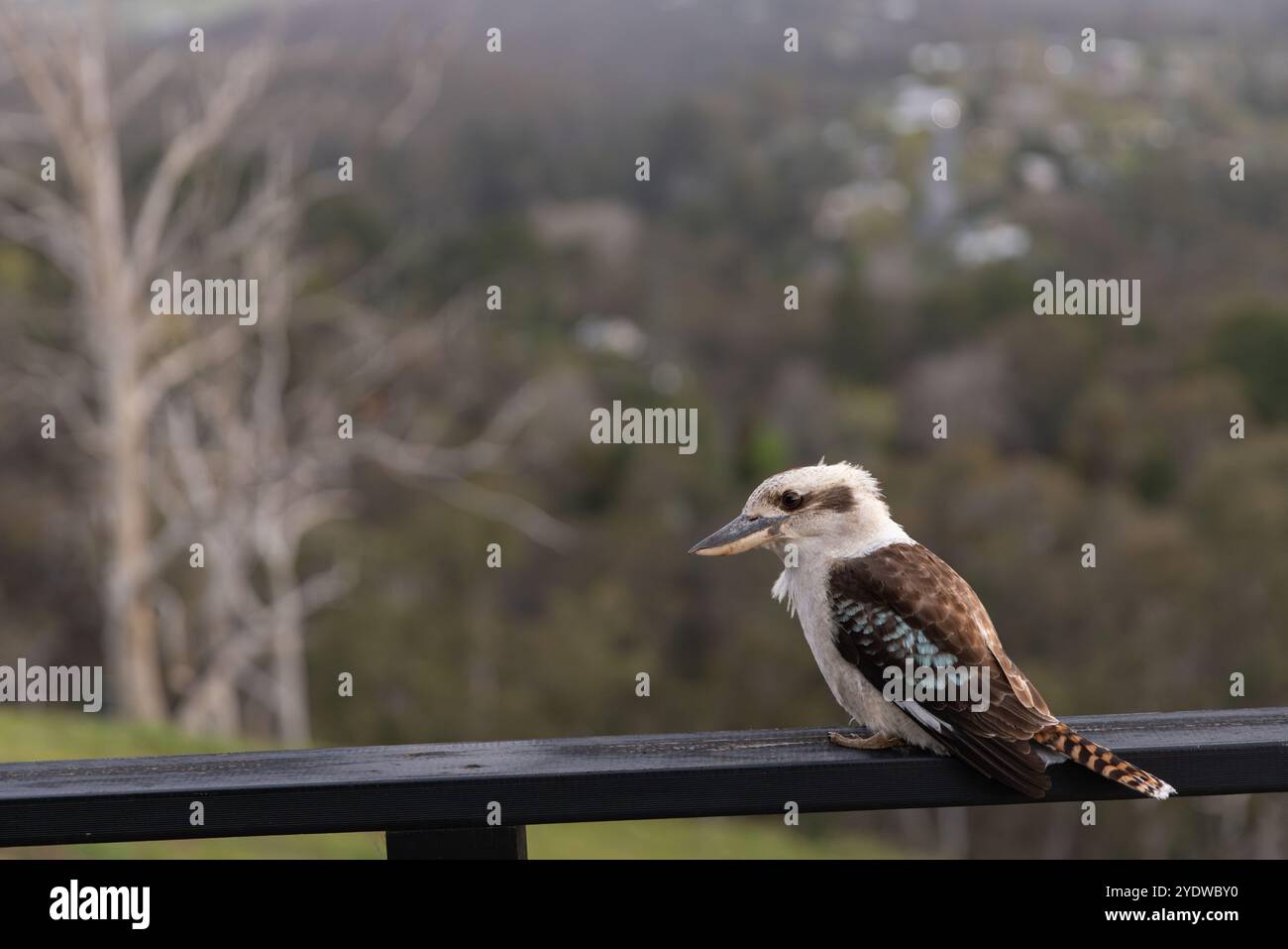 Un adorable kookaburra perché sur une balustrade avec un fond brouillé de brousse Banque D'Images