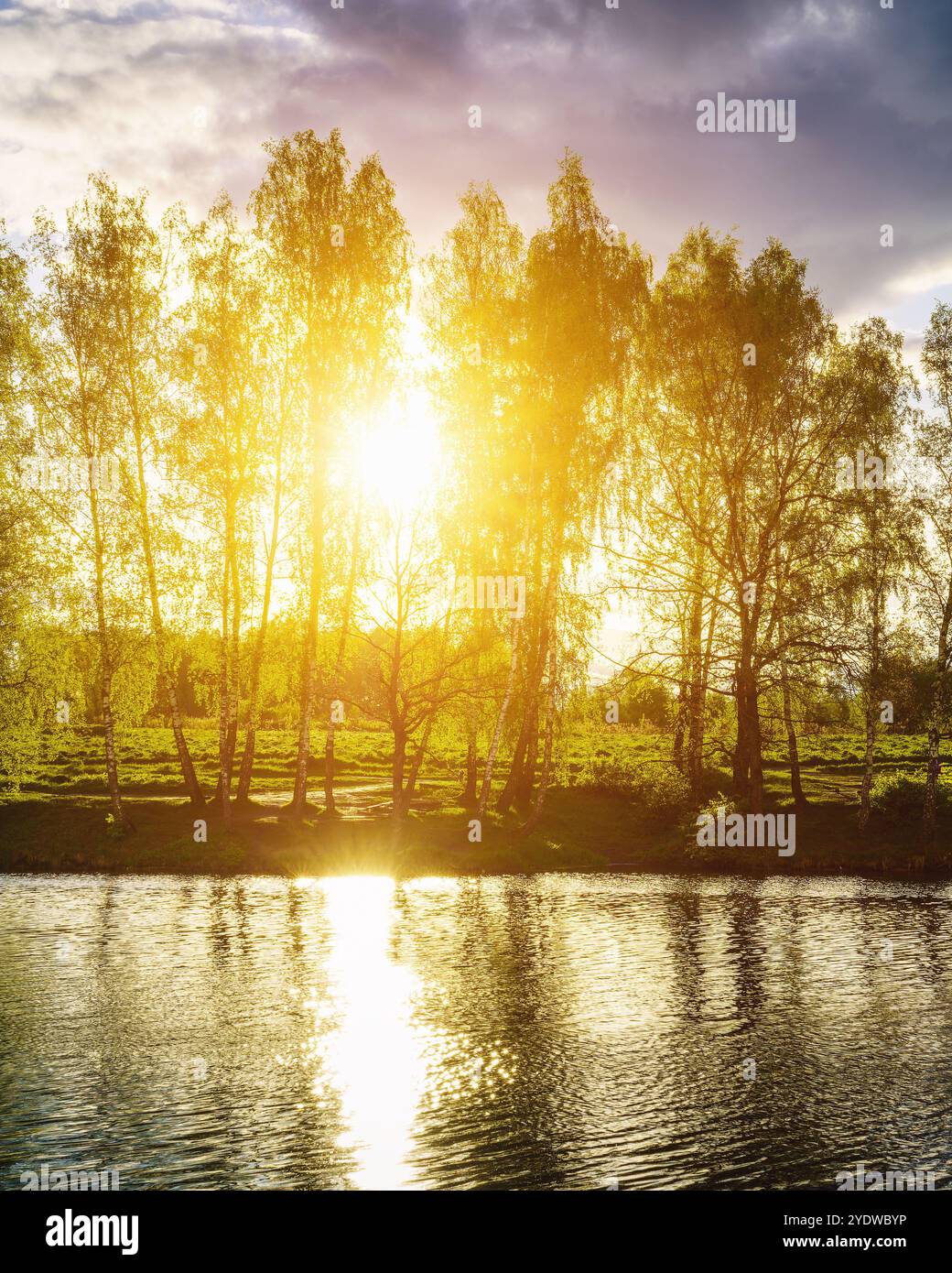 Lever ou coucher de soleil sur un étang avec des bouleaux poussant le long des rives et le ciel reflété dans l'eau au début de l'été. Esthétique de film vintage. Banque D'Images