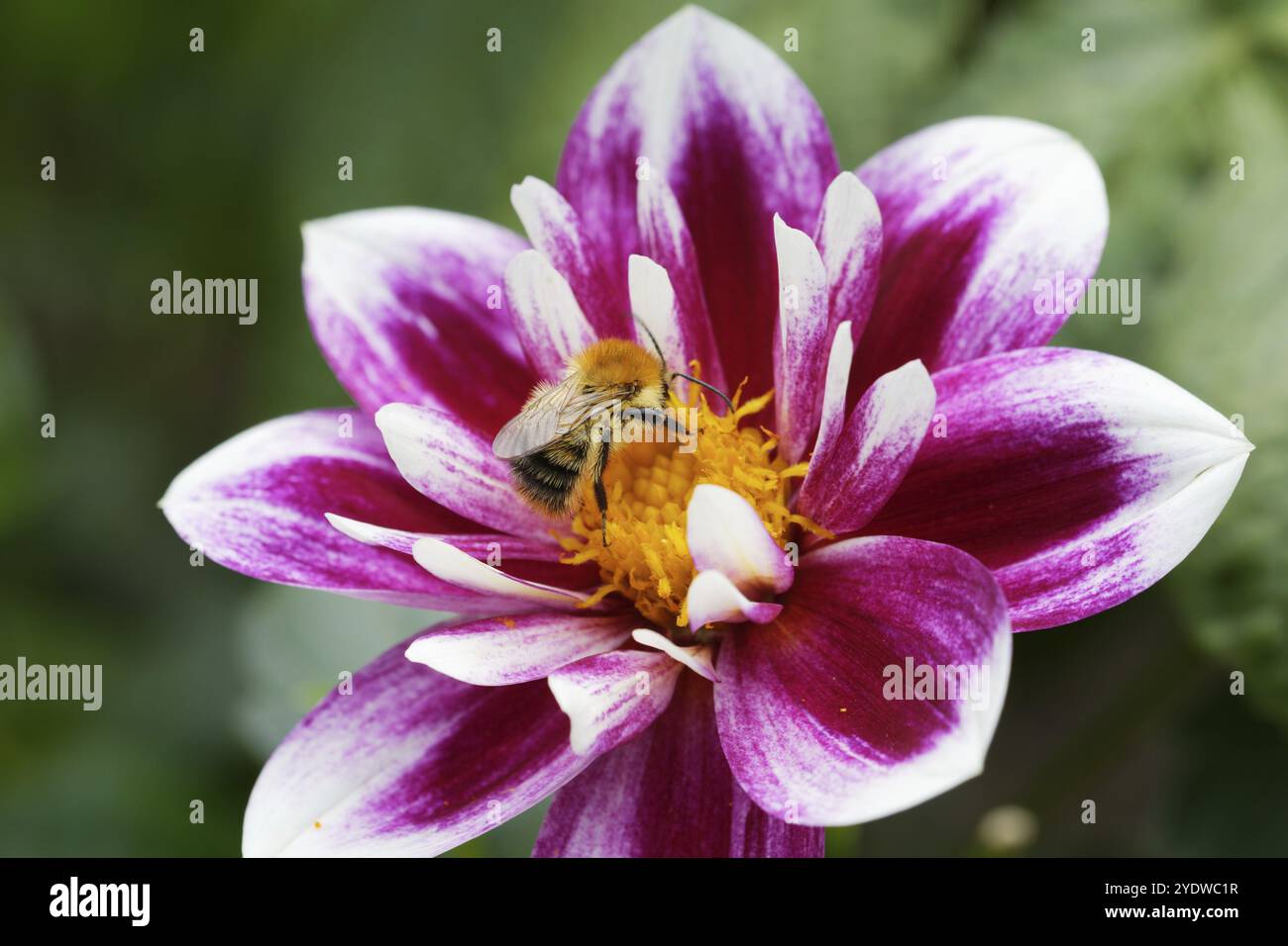 Bombus pascuorum, bourdon des champs sur un dahlia rose et blanc Banque D'Images