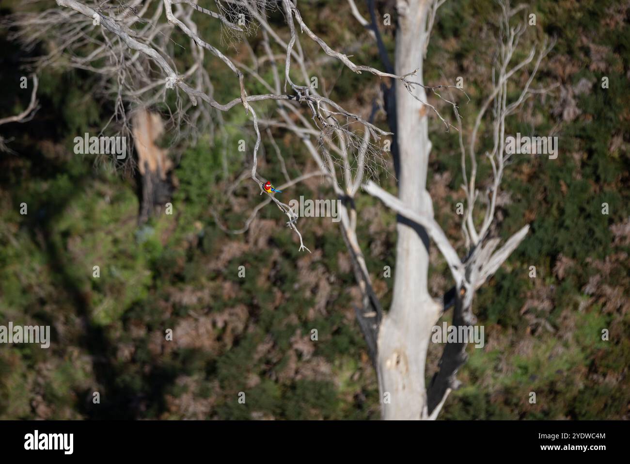 Oiseau australien indigène coloré sur la branche d'arbre - rosella cramoisi Banque D'Images