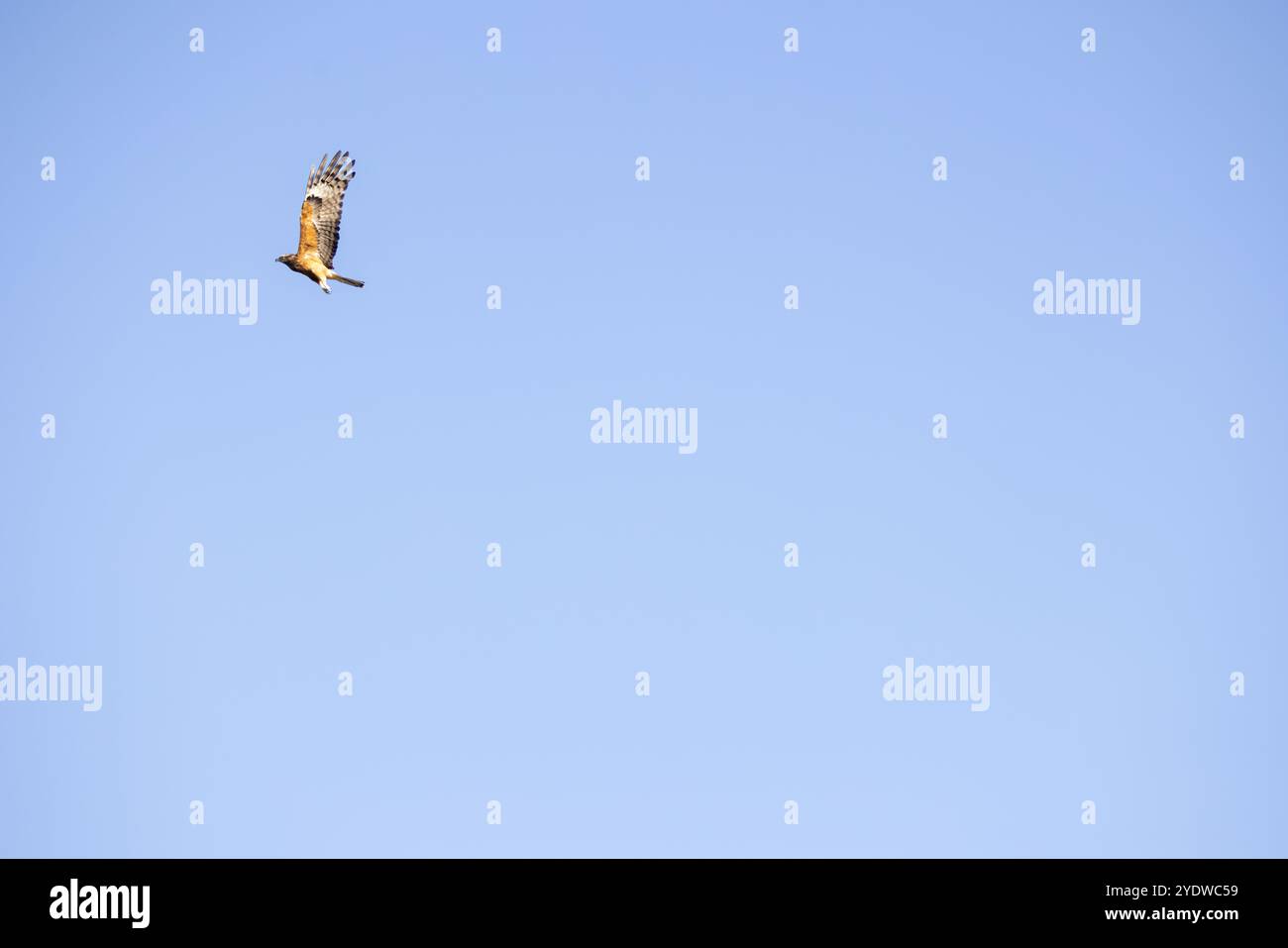 Un oiseau de proie Wedge Talied Eagle volant haut dans un ciel bleu clair Banque D'Images