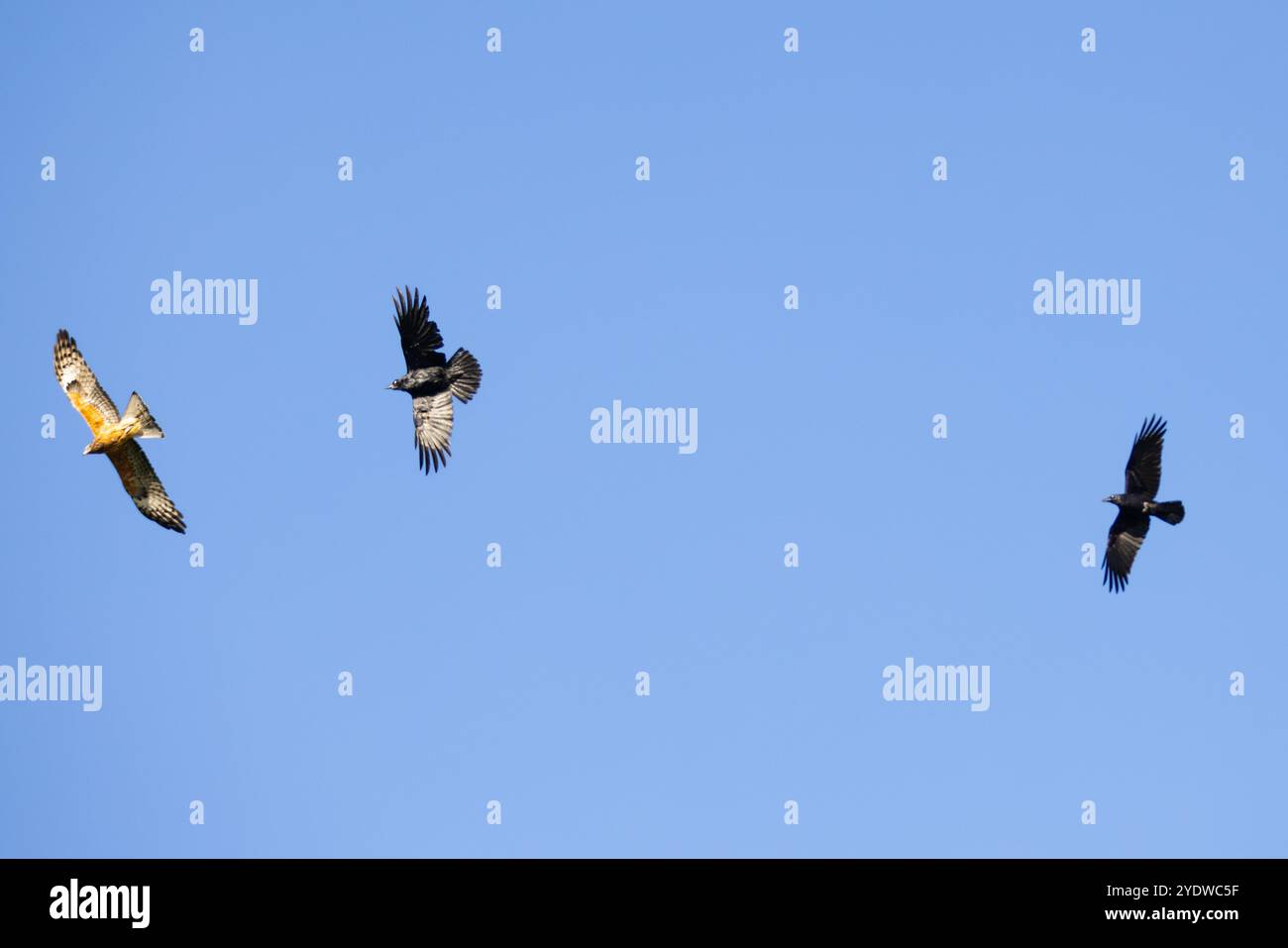 Trois oiseaux en vol. 2 Ravens chassant Eagle Banque D'Images