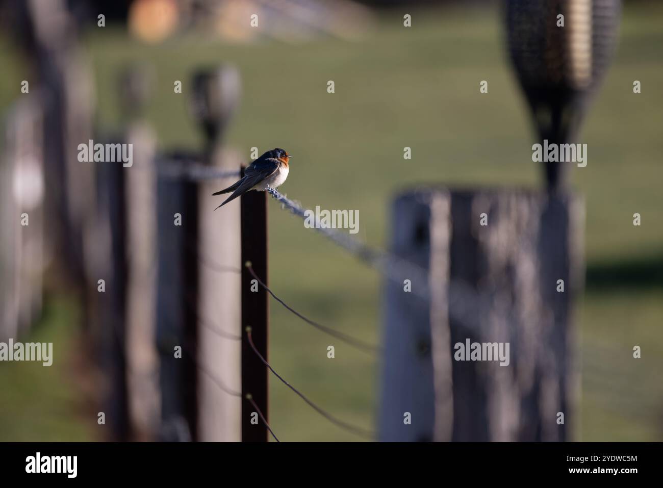 Welcome Swallow perché sur une clôture de barbelés à Victoria Banque D'Images