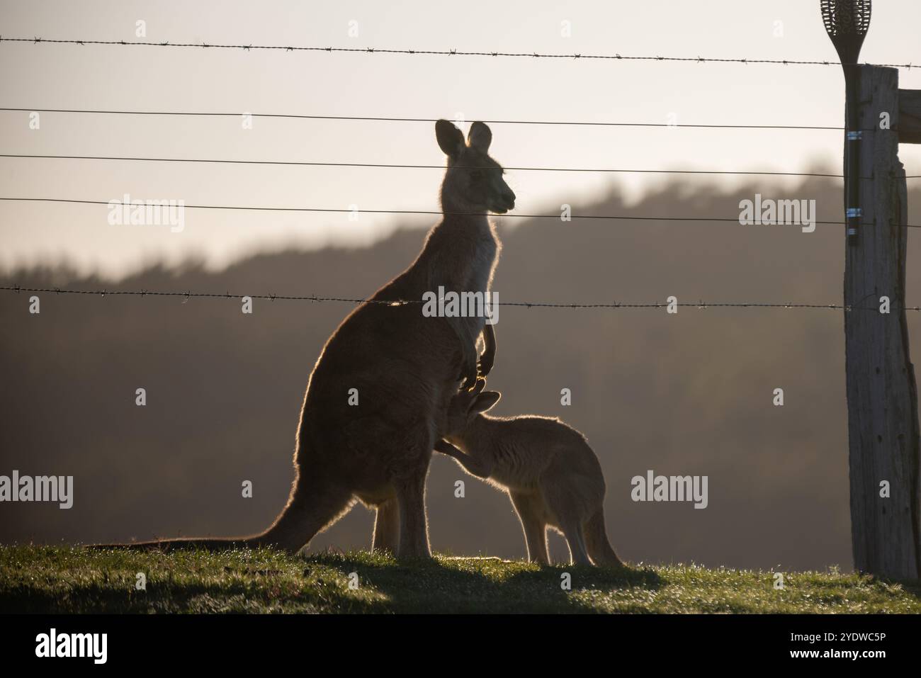 Mère nourrissant Joey près de la clôture au crépuscule - kangourou gris oriental Banque D'Images