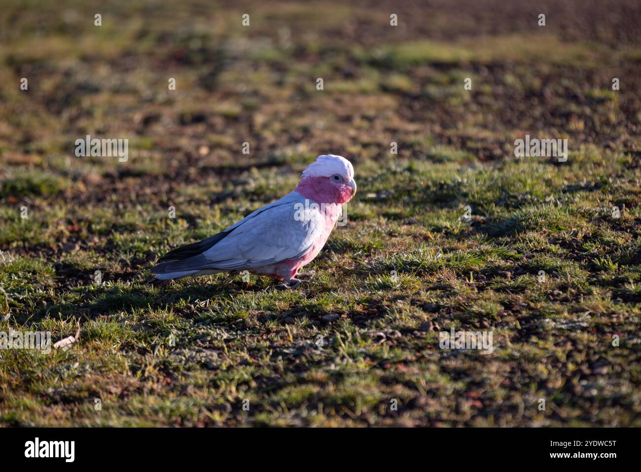 Galah rose et gris debout sur un sol herbeux dans la brousse Banque D'Images