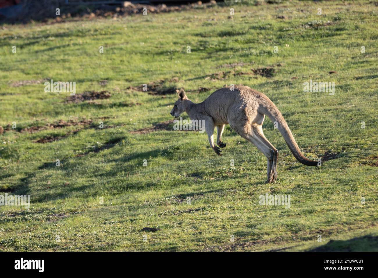 Kangourou gris de l'est sautant à travers un champ herbeux dans le Victoria Banque D'Images