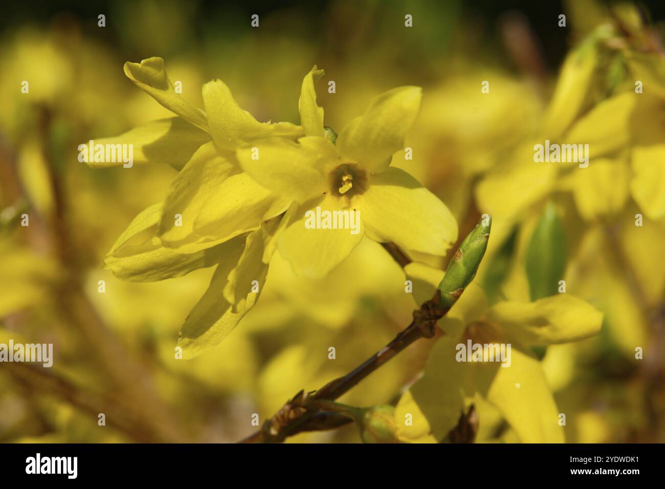 Gros plan d'une fleur de forsythia au printemps Banque D'Images