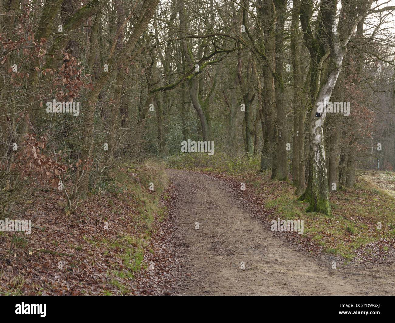 Chemin couvert de feuilles dans la forêt entre les arbres à la fin de l'automne, Reken, muensterland, allemagne Banque D'Images