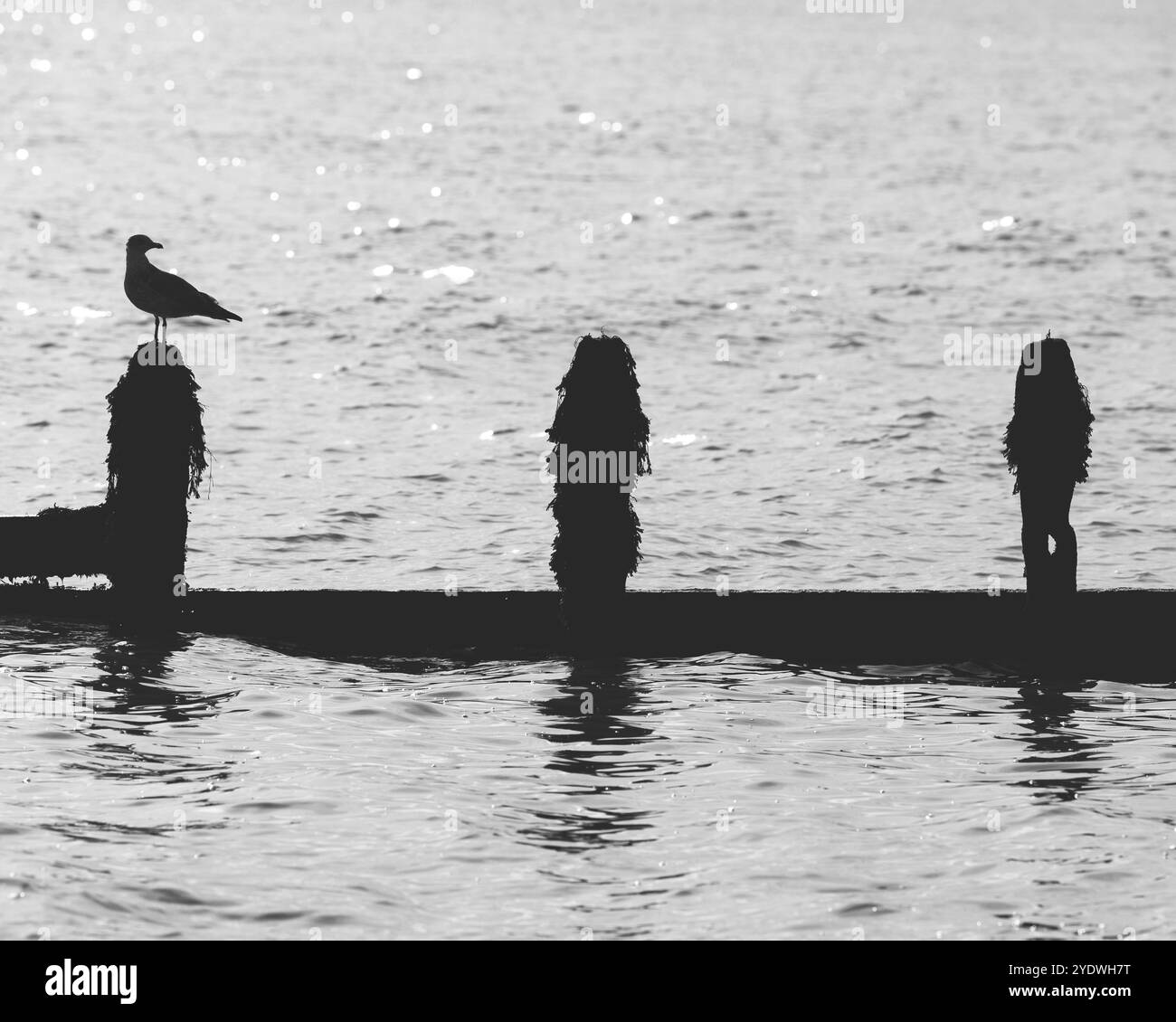 Mouette en sillhouette lors d'une pause mer dans le Sussex de l'Ouest Banque D'Images