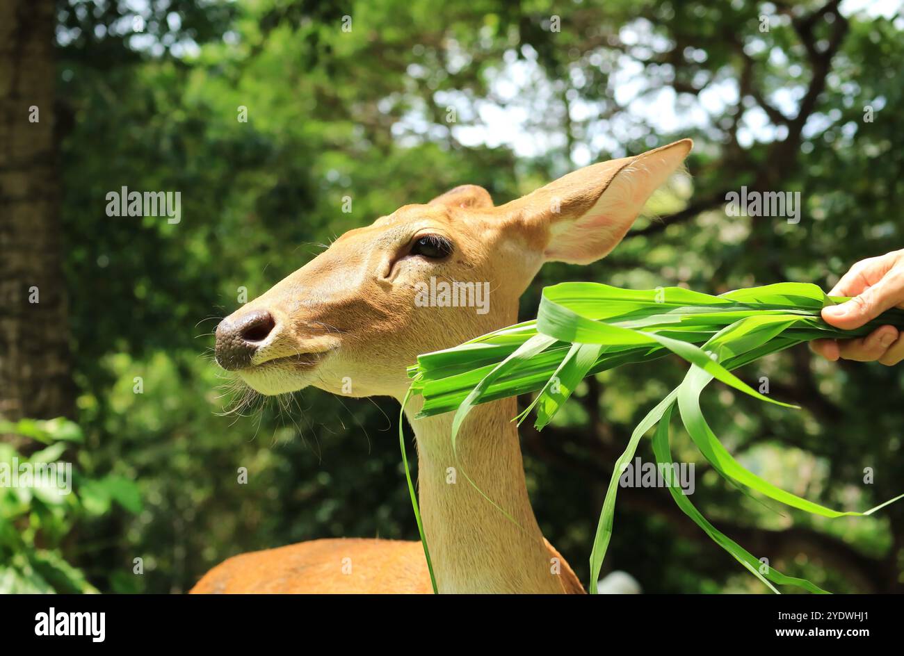 Beau cerf thaïlandais ELD (Rucervus eldii siamensis) Fed par le visiteur du zoo Banque D'Images