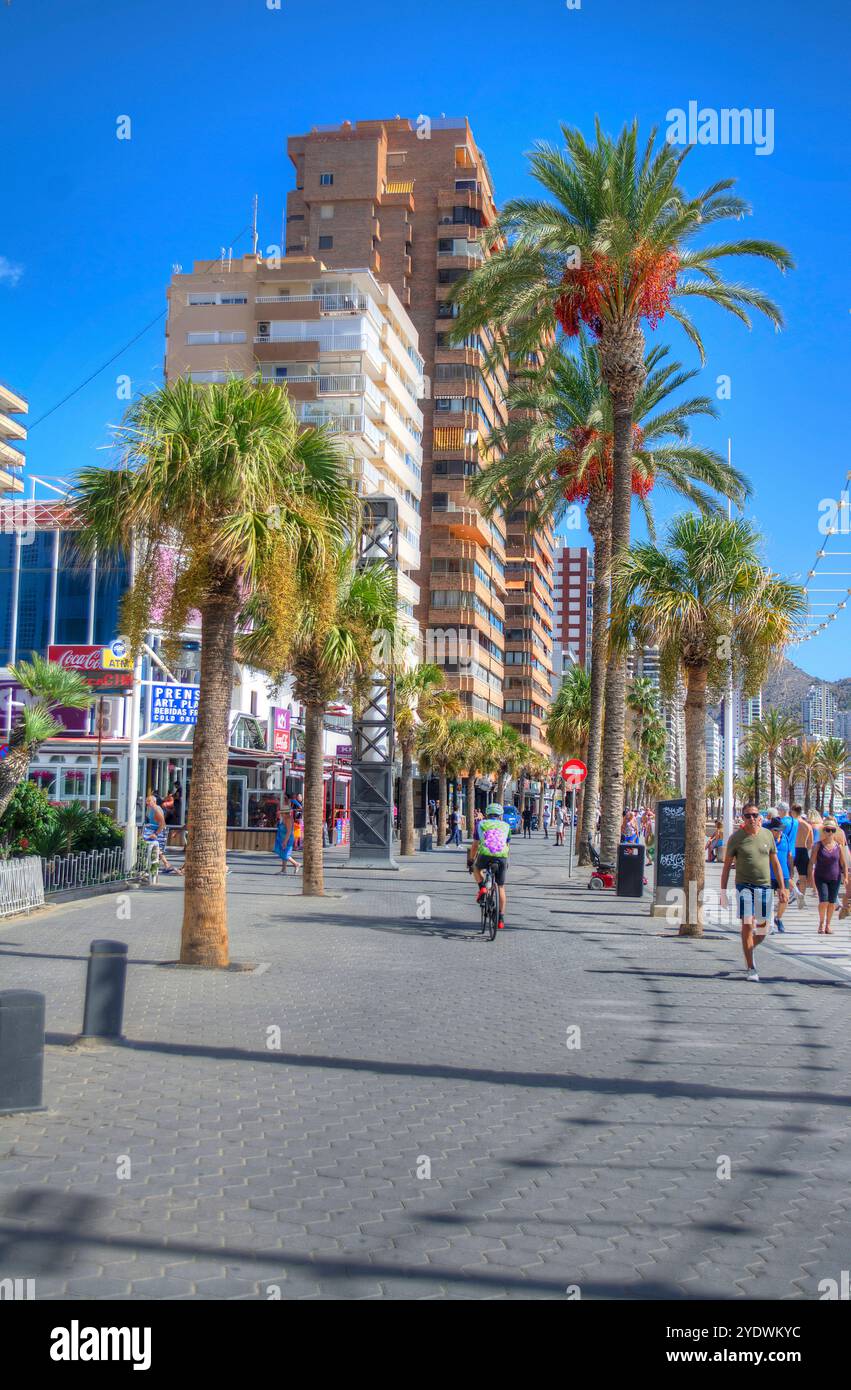 Promenade bordée de palmiers sur la plage de Levante à Benidorm sur la Costa Blanca en Espagne Banque D'Images