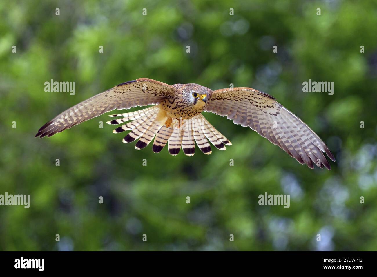 Kestrel, (Falco tinnunculus), famille de faucons, faucons, photo de vol, frontal, Hides de El Taray Lesser Kestr, Villafranca de los Caballeros, Castilla l Banque D'Images