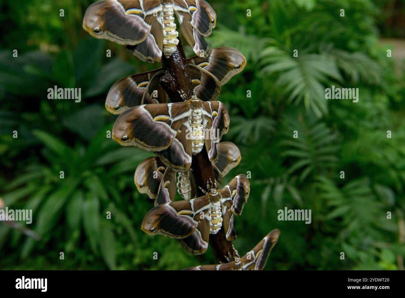 Gros plan de papillons de nuit Archaeoattacus sur un tronc d'arbre, Espagne Banque D'Images