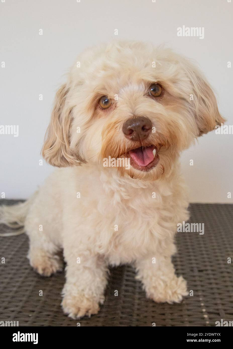Portrait d'un chien havapoo crème assis sur le sol avec la bouche ouverte Banque D'Images