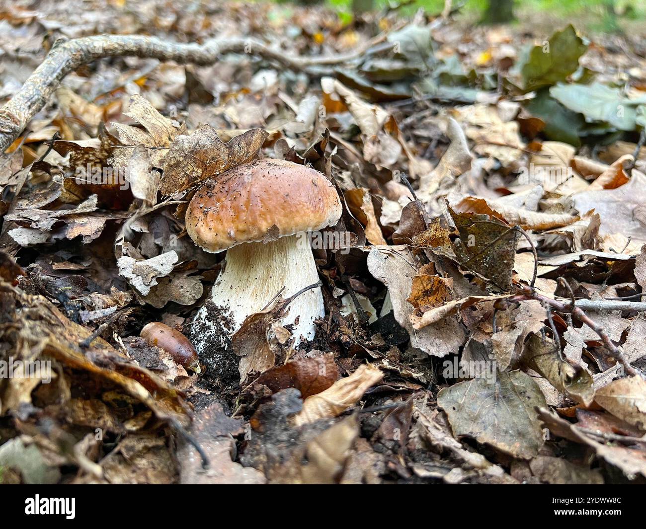 Champignons fraîchement cultivés dans la forêt, boletus dans les feuilles mortes, Boletus edulis - Image de stock capturée avec un smartphone