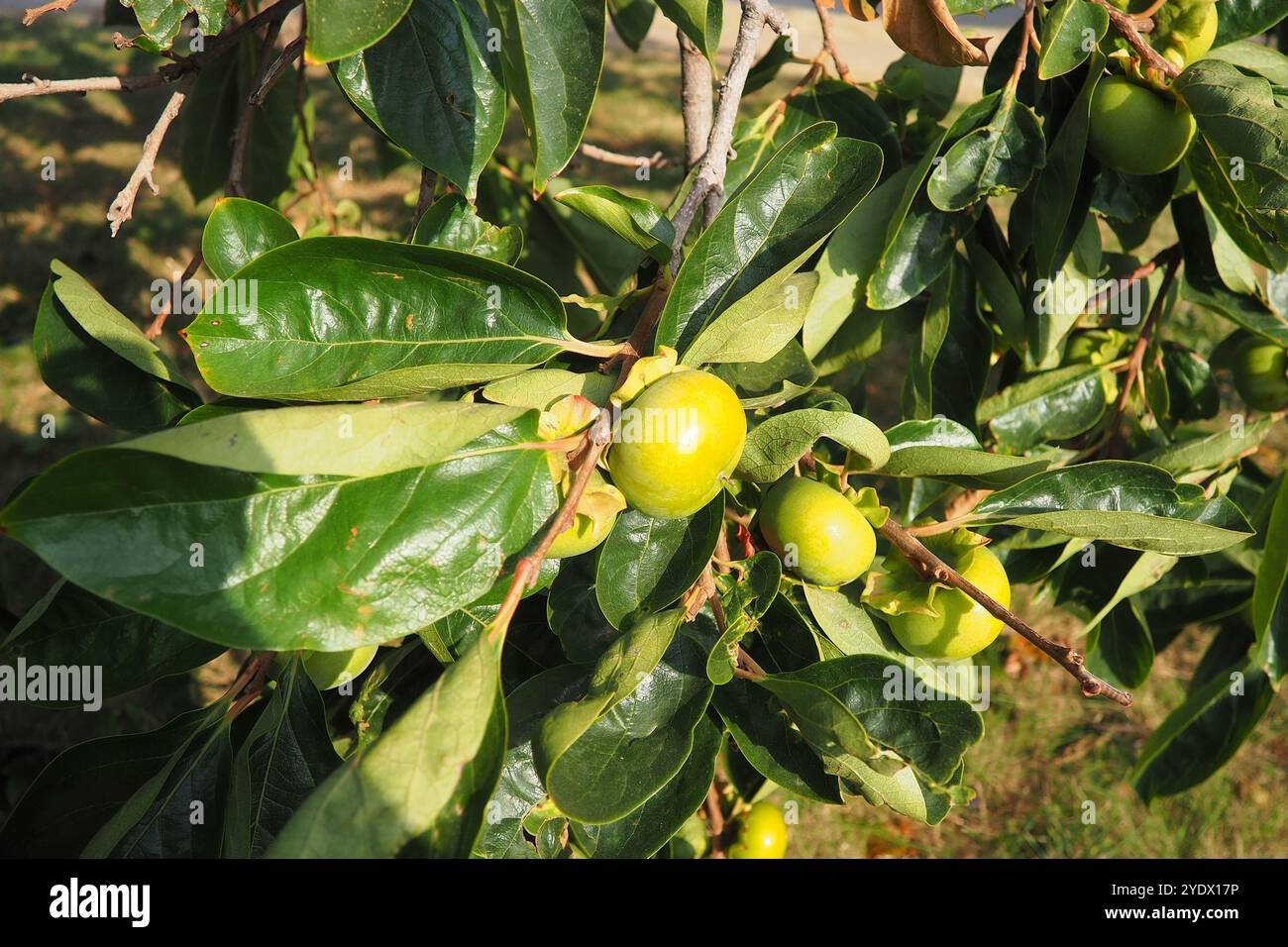 Le kaki est le fruit comestible d'un certain nombre d'espèces d'arbres du genre Diospyros. Le plus largement cultivé d'entre eux est le kaki kaki kaki kaki, D. Banque D'Images