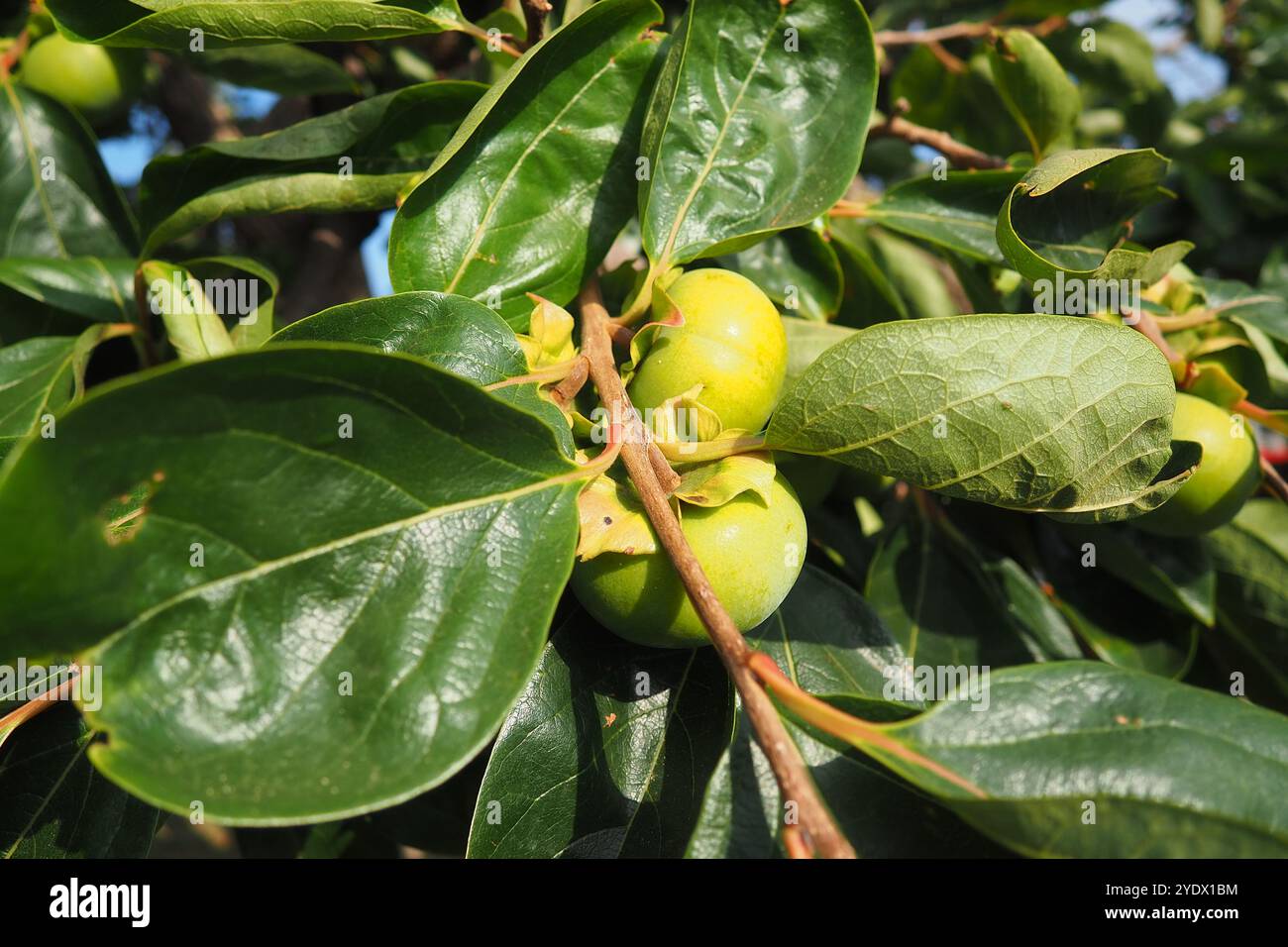 Le kaki est le fruit comestible d'un certain nombre d'espèces d'arbres du genre Diospyros. Le plus largement cultivé d'entre eux est le kaki kaki kaki kaki, D. Banque D'Images