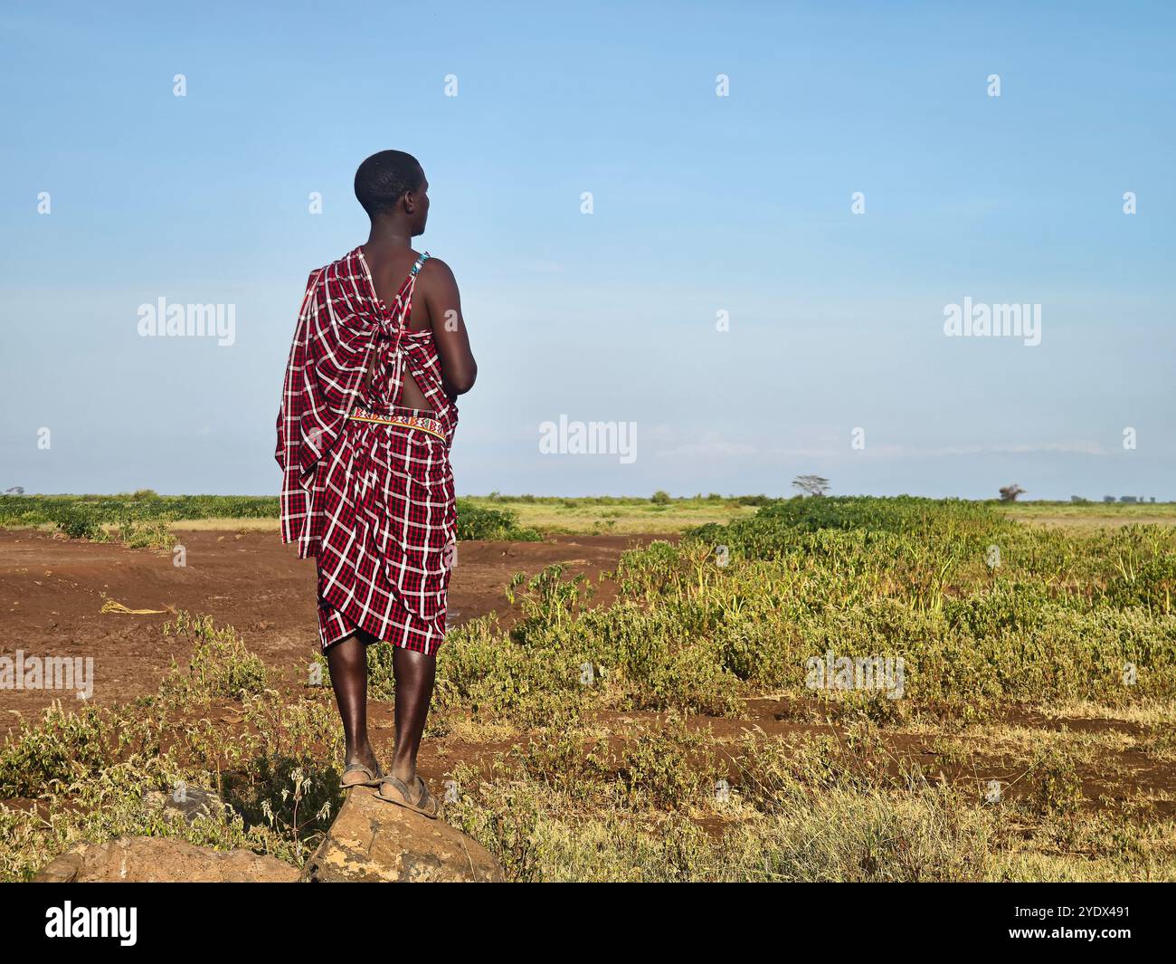 Guerrier Massaï marche à travers la savane. Les Massaï sont un groupe ethnique nilotique de personnes semi-nomades habitant le sud du Kenya et le nord du Tanzani Banque D'Images