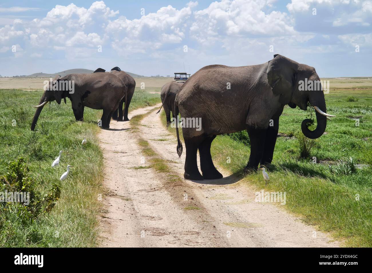 Éléphant d'Afrique errant gracieusement dans son habitat naturel. L'éléphant majestueux, orné de défenses impressionnantes, se dresse contre lui Banque D'Images