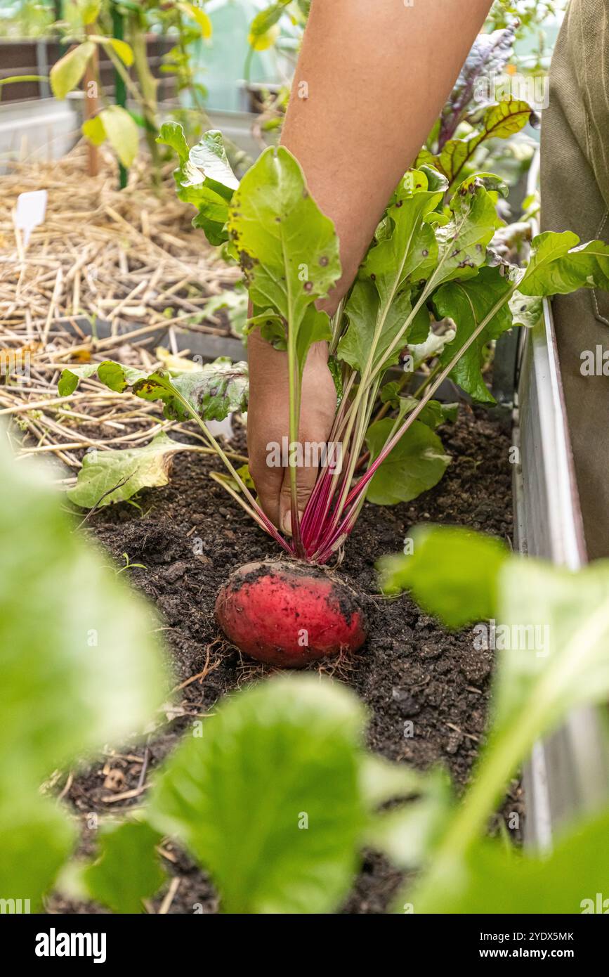 Agriculteur récoltant des betteraves biologiques fraîches du lit de jardin Banque D'Images
