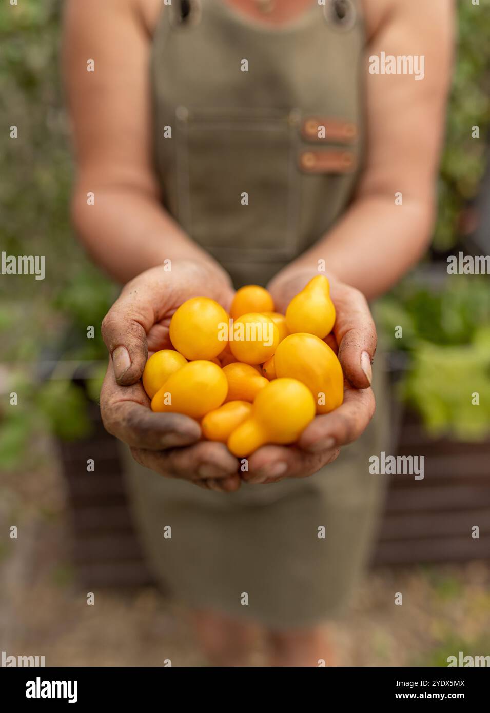 Agriculteur tenant des tomates jaunes fraîchement récoltées dans le jardin Banque D'Images