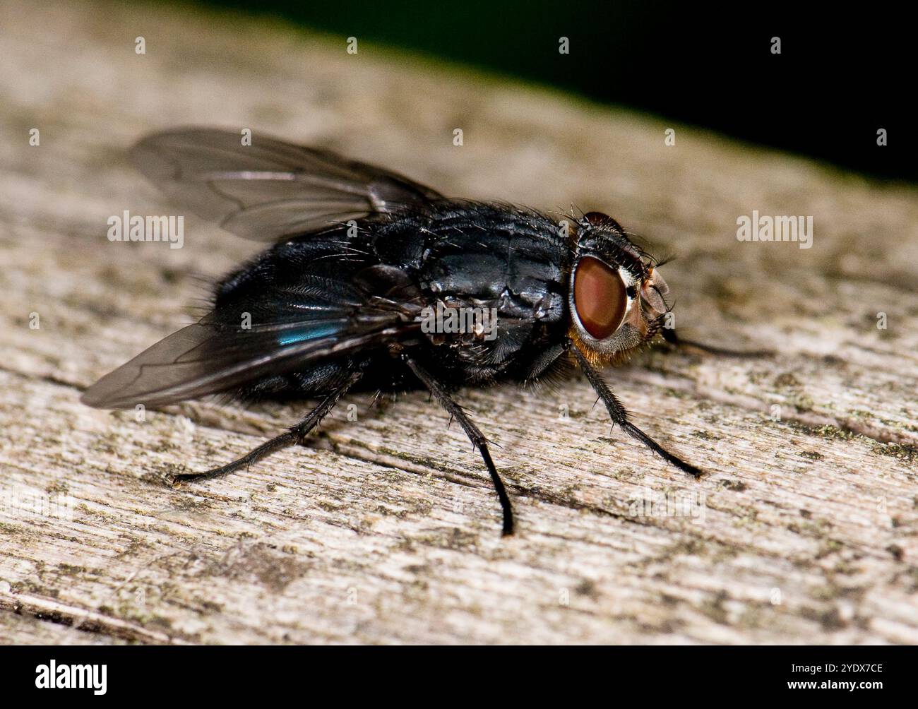 Vue latérale rapprochée d'une mouche commune, Calliphora vicina, reposant sur un morceau de bois. Banque D'Images