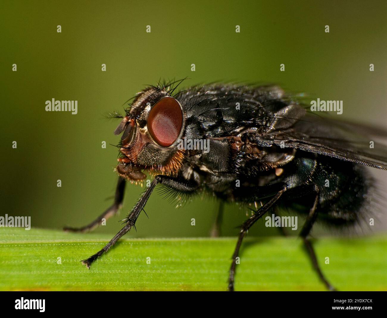 Blueback gros plan et vue latérale bien focalisée d'une bouteille bleue européenne, Calliphora vicina, reposant sur une feuille avec un fond vert flou naturel. Banque D'Images