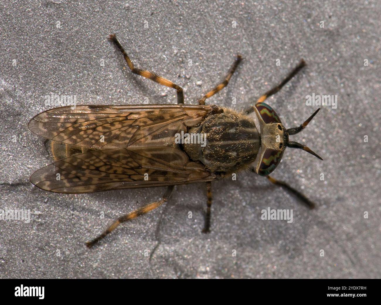 Une vue de dessus bien focalisée d'une mouche Cléga femelle, Haematopota crassicornis, reposant sur un mur au soleil. De bons détails de cette mouche vicieuse. Banque D'Images