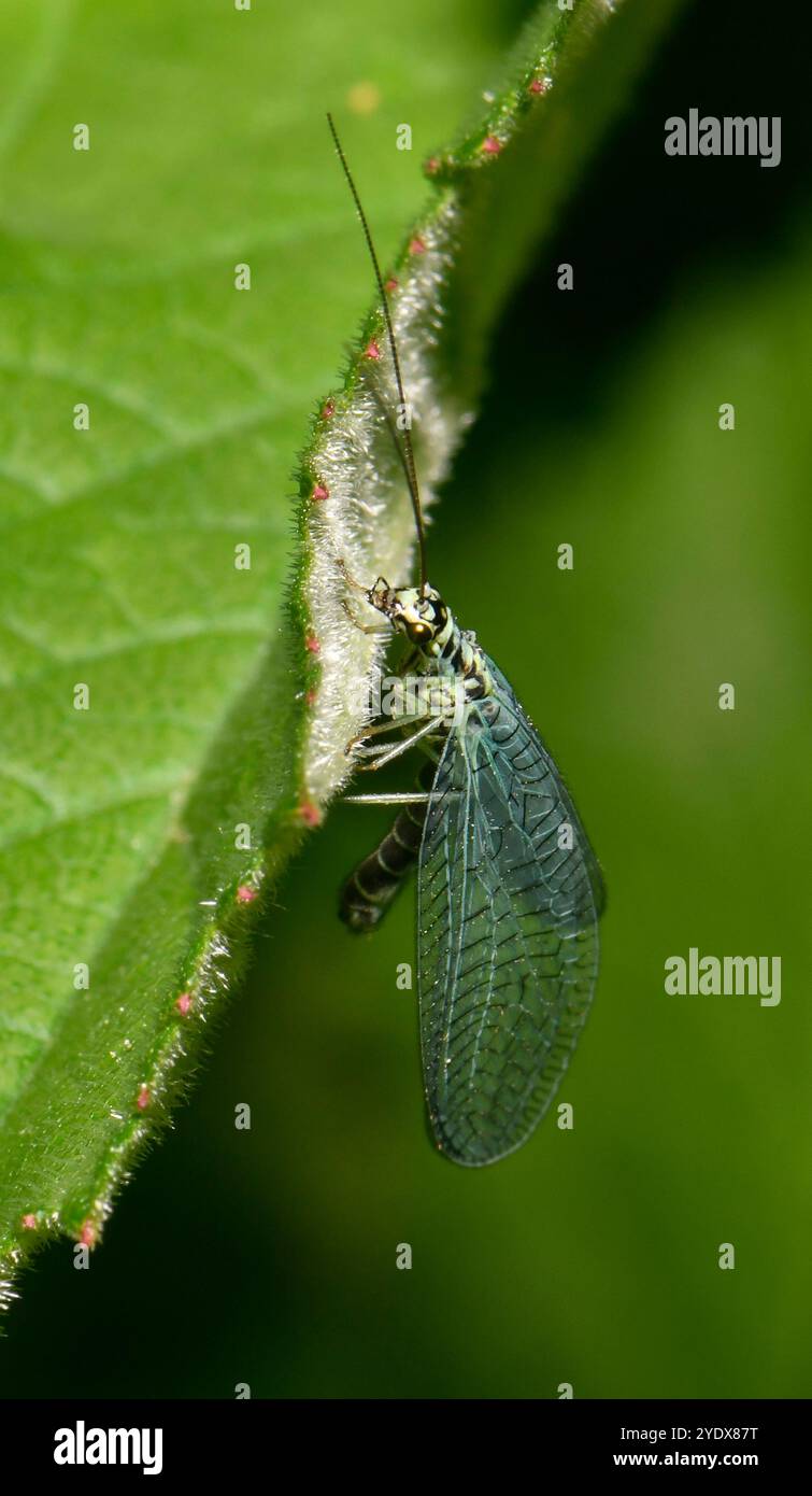 Un lacet vert, Chrysopa Perla, suspendu à une feuille. Gros plan et bien focalisé avec des détails clairs. Un insecte délicat avec un fond naturel. Banque D'Images