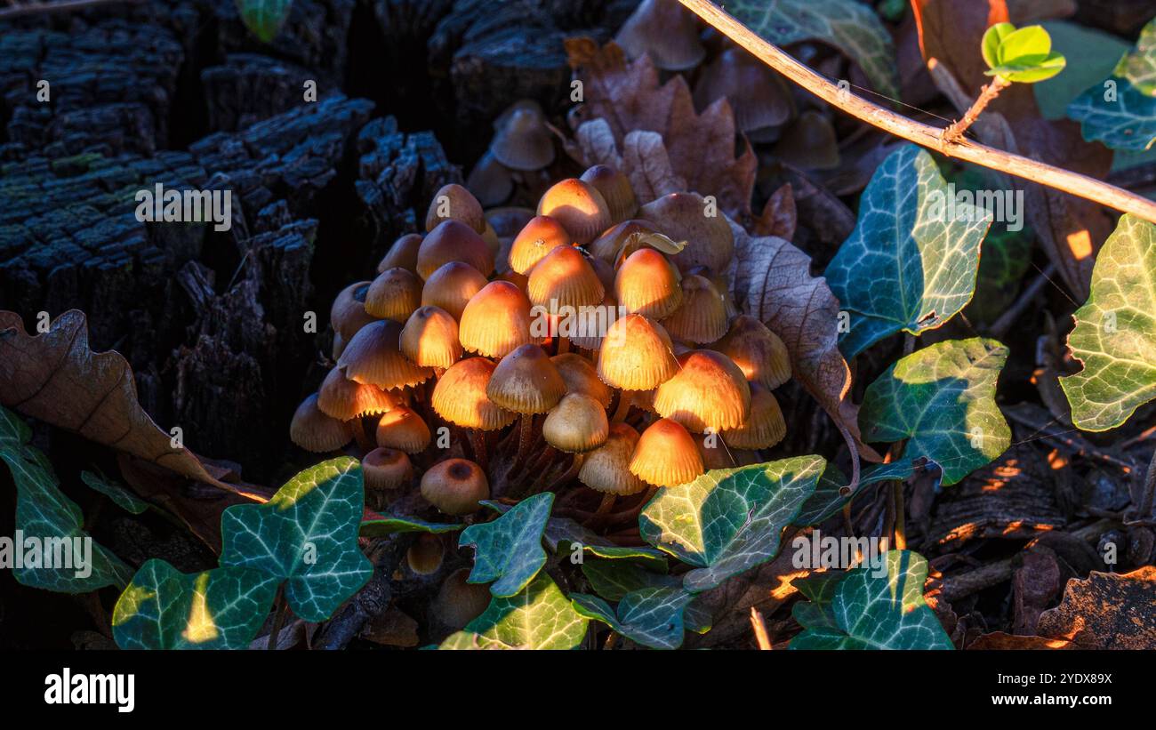 Beaux champignons sur le sol dans la vieille forêt Banque D'Images