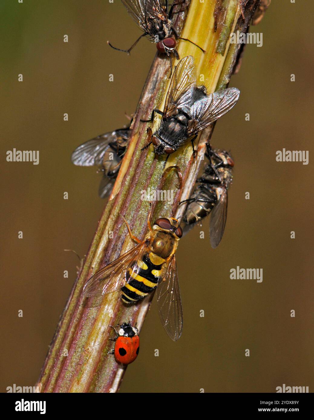 Une variété d'insectes se nourrissant ensemble de la sève d'une tige de persil de vache brisée. Les mouches à chair, un hoverfly et un Ladybird se nourrissent tous ensemble. Banque D'Images