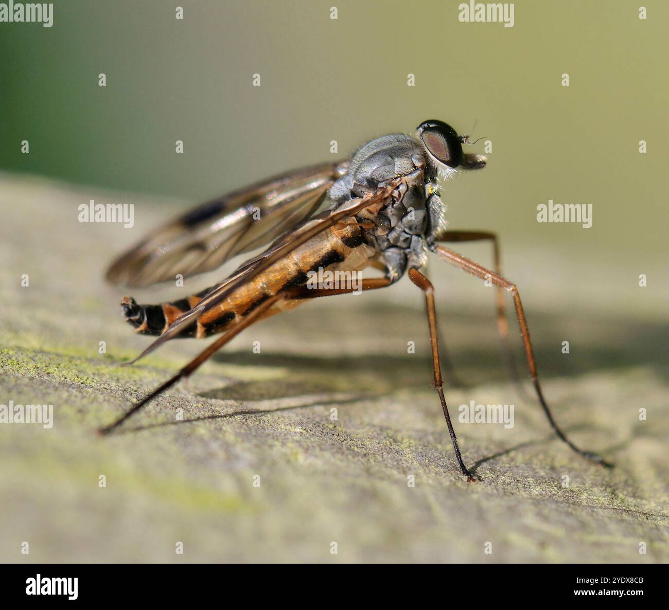 Une vue latérale d'un Snipe Fly bien focalisé, Rhagio scalopaceus, debout sur un morceau de bois. Gros plan avec un arrière-plan flou naturel. Banque D'Images