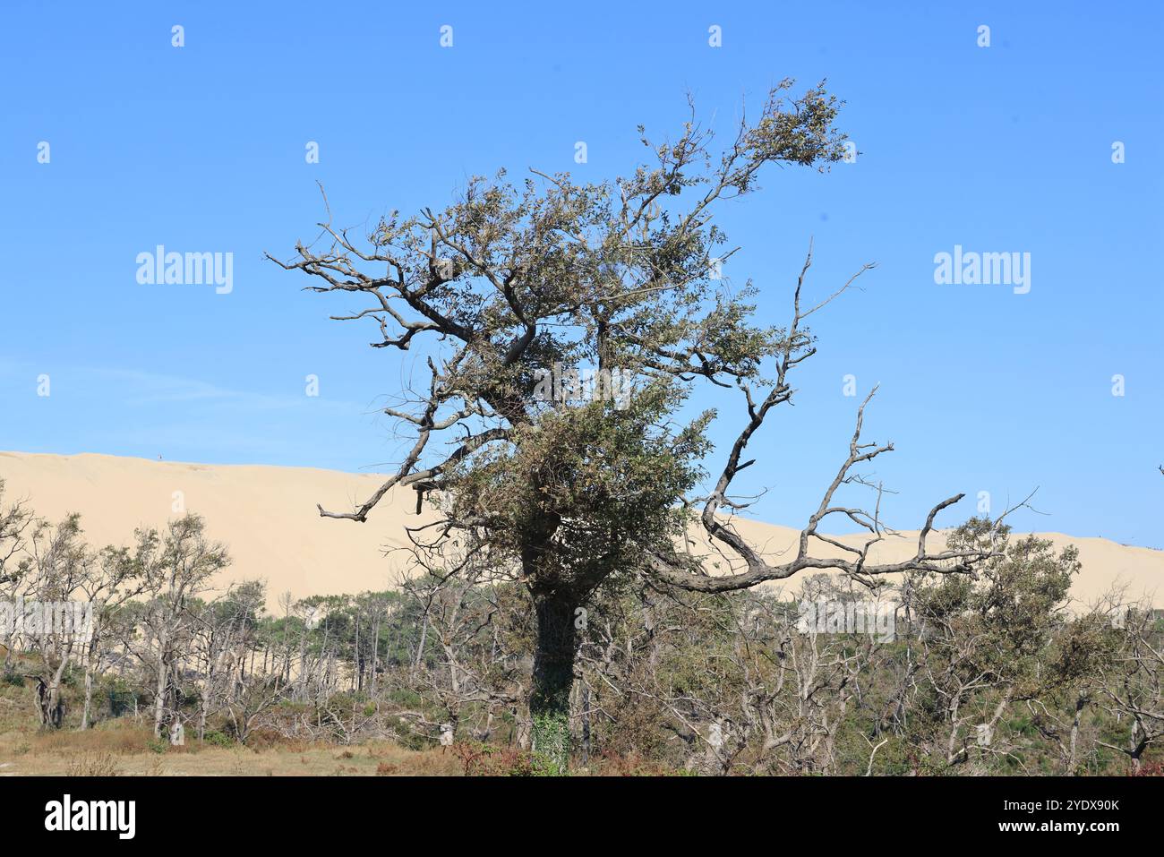 Catastrophe écologique : forêt de pins détruite par les grands incendies de juillet 2022 autour de la Dune du Pilat en Gironde dans le sud-ouest de la France. Plus que t Banque D'Images
