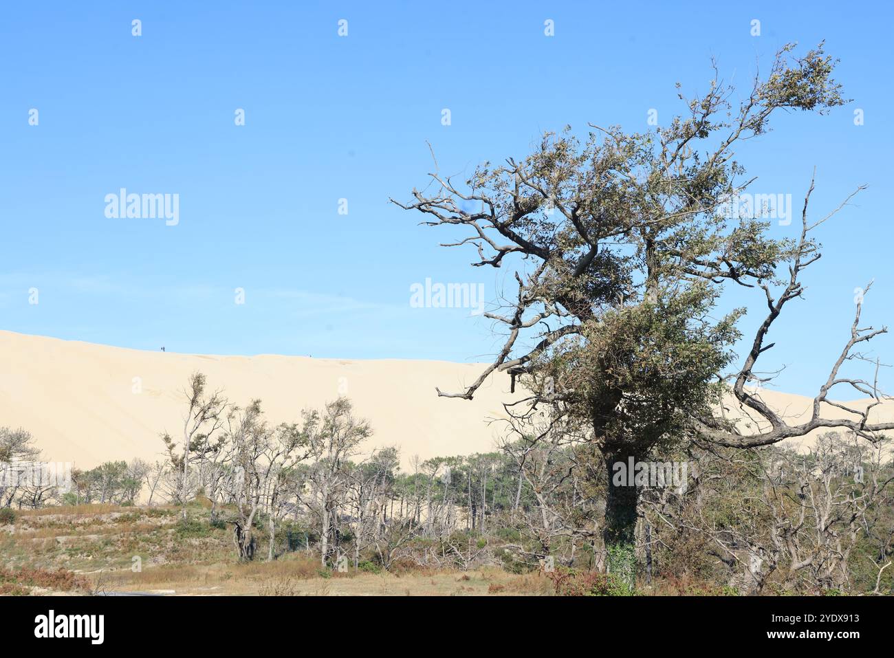 Catastrophe écologique : forêt de pins détruite par les grands incendies de juillet 2022 autour de la Dune du Pilat en Gironde dans le sud-ouest de la France. Plus que t Banque D'Images