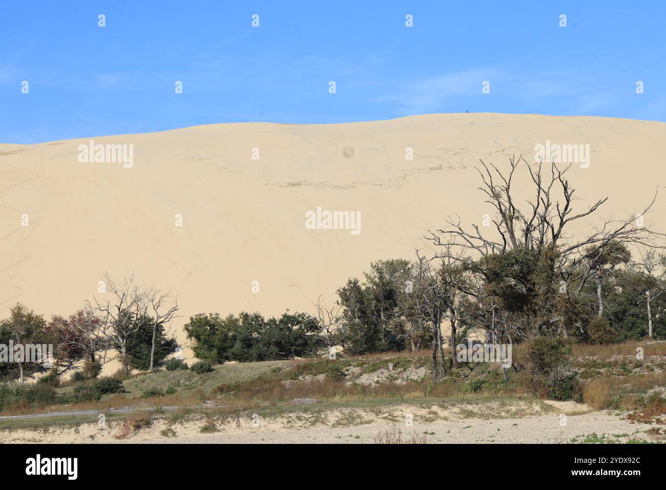 Catastrophe écologique : forêt de pins détruite par les grands incendies de juillet 2022 autour de la Dune du Pilat en Gironde dans le sud-ouest de la France. Plus que t Banque D'Images
