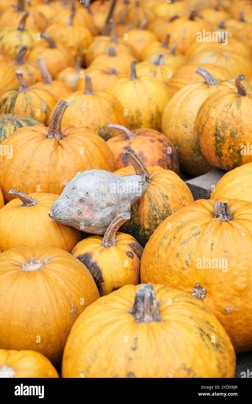 Une collection colorée de citrouilles se trouve abondamment dans un marché fermier animé, mettant en valeur les teintes vibrantes de l'automne. L'affichage comprend plusieurs Banque D'Images