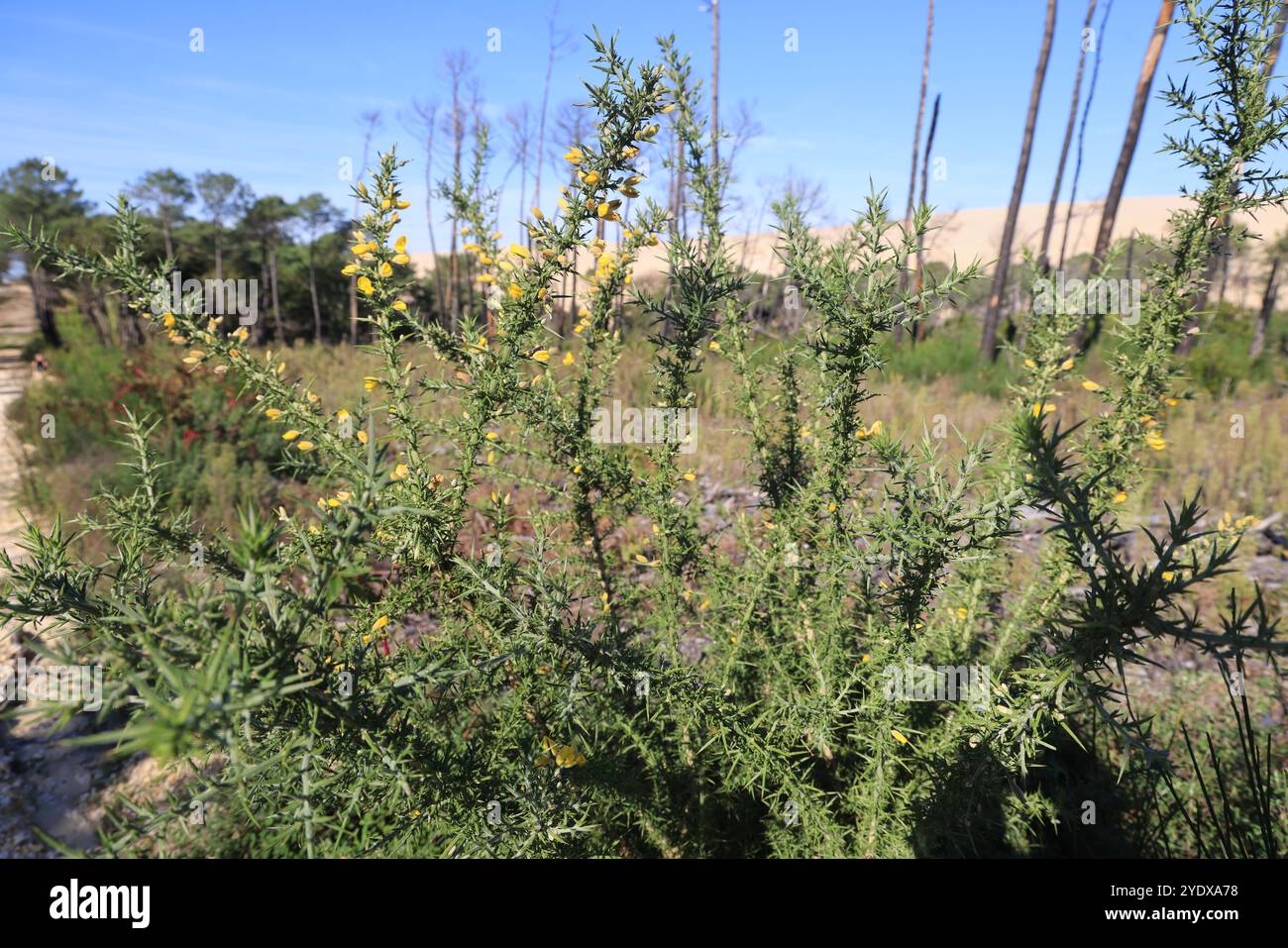 Catastrophe écologique : forêt de pins détruite par les grands incendies de juillet 2022 autour de la Dune du Pilat en Gironde dans le sud-ouest de la France. Plus que t Banque D'Images