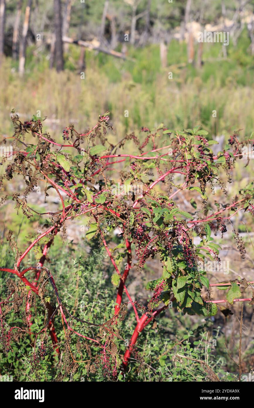 Catastrophe écologique : forêt de pins détruite par les grands incendies de juillet 2022 autour de la Dune du Pilat en Gironde dans le sud-ouest de la France. Plus que t Banque D'Images