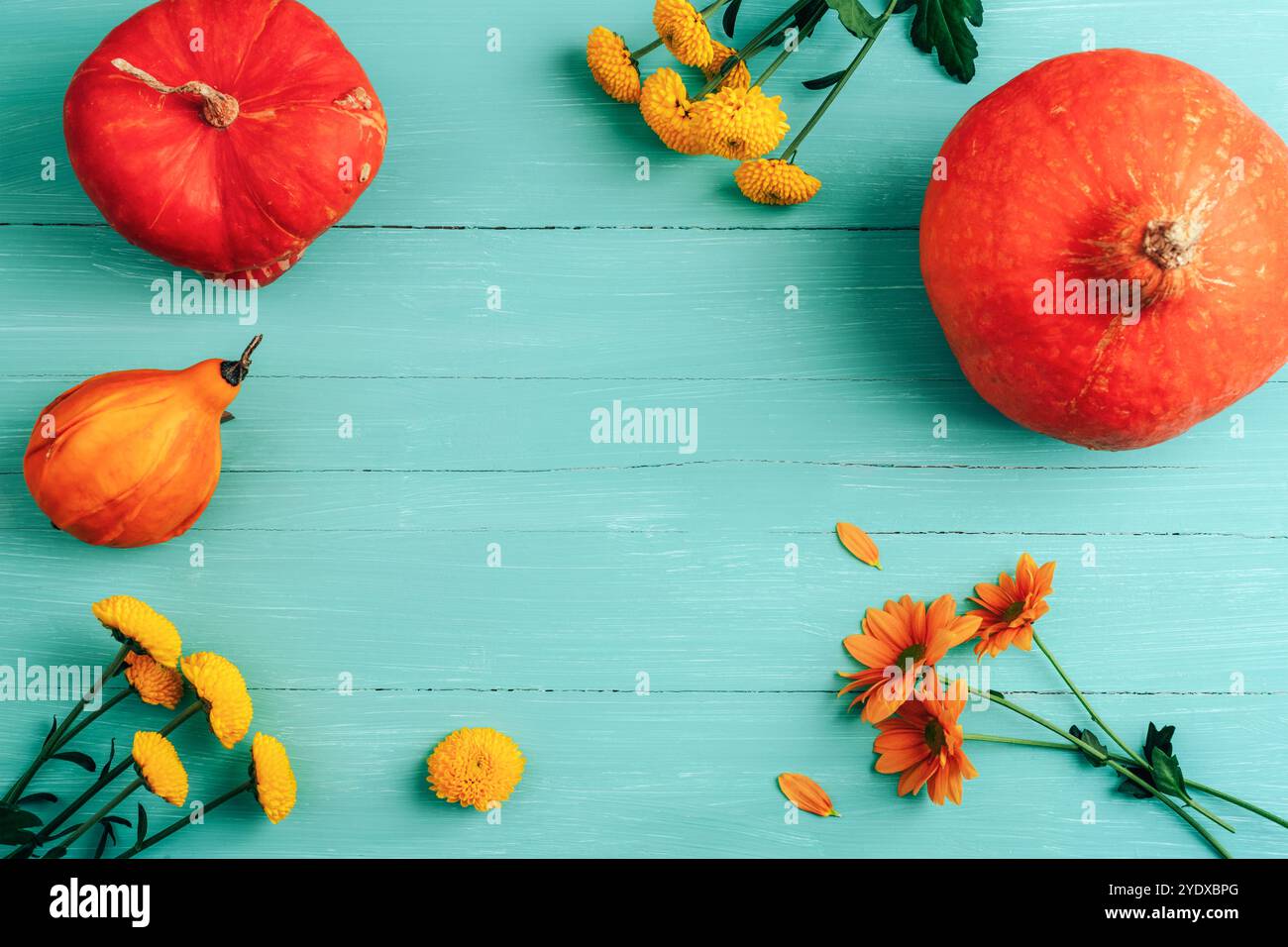 Fond de cadre d'automne de citrouilles orange et de fleurs sur une table en bois bleu sarcelle. Vue de dessus, pose à plat, espace de copie Banque D'Images