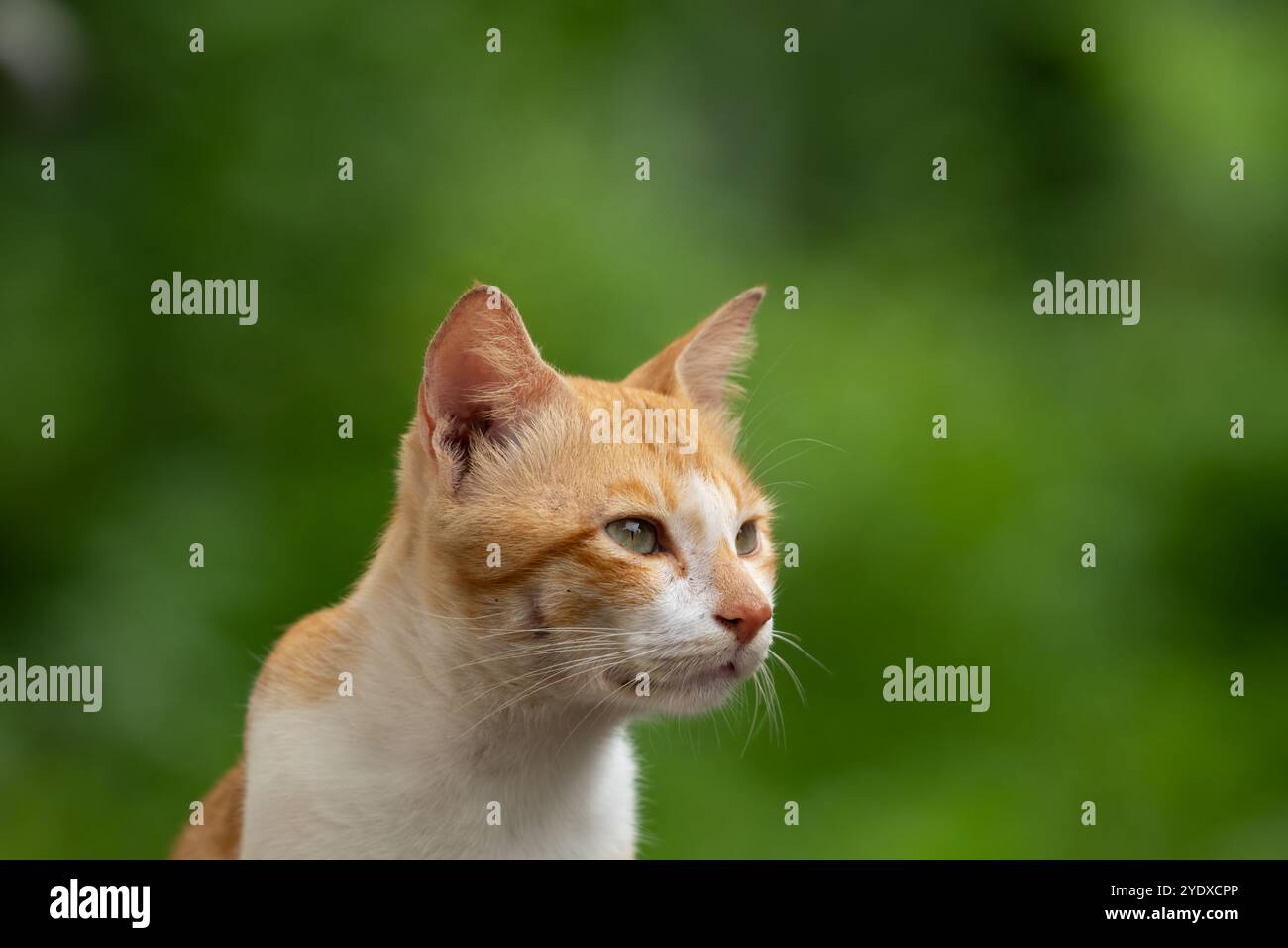 Beau portrait d'un chat domestique blanc et brun ou d'un chat de maison regardant loin. Également connu sous le nom de Felis catus. Banque D'Images