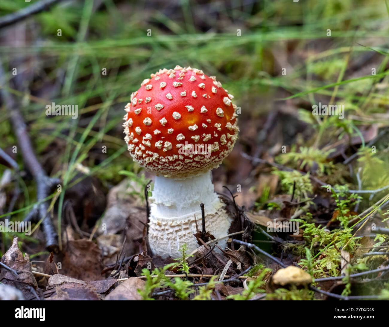 Champignons agariques à la mouche (Amanita muscaria), dans une forêt ensoleillée Banque D'Images