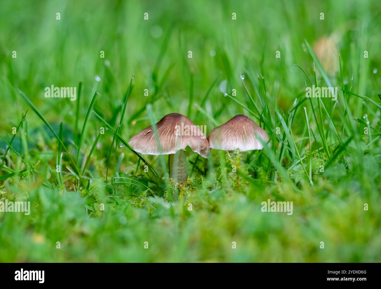 Champignons Fibrecap dans l'herbe recouverte de rosée Banque D'Images